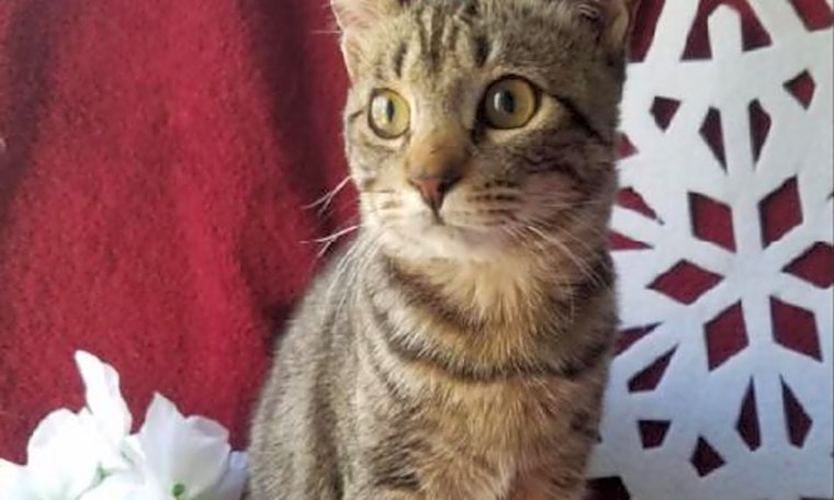 Want to adopt a pet? Here are 7 lovable kitties to adopt now in Plano