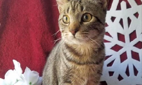 Want to adopt a pet? Here are 7 lovable kitties to adopt now in Plano
