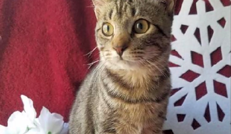 Want to adopt a pet? Here are 7 lovable kitties to adopt now in Plano