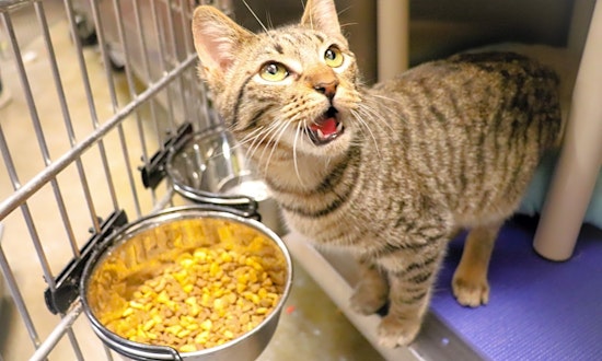 Always wanted a pet? Here are 7 fluffy felines ready to adopt now in Fort Worth
