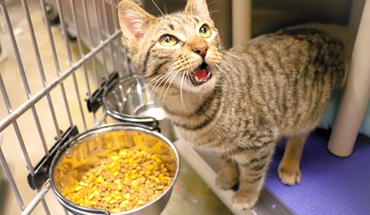 Always wanted a pet? Here are 7 fluffy felines ready to adopt now in Fort Worth