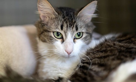 Want to adopt a pet? Here are 7 lovable kitties to adopt now in Houston