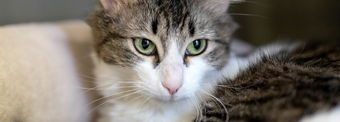 Want to adopt a pet? Here are 7 lovable kitties to adopt now in Houston