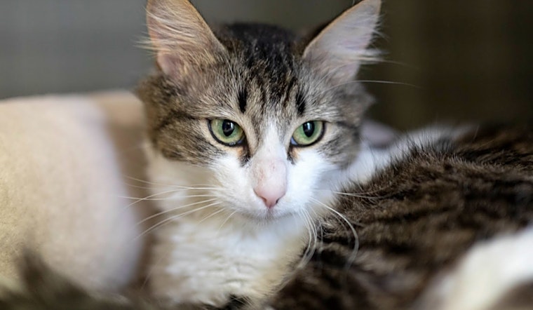 Want to adopt a pet? Here are 7 lovable kitties to adopt now in Houston