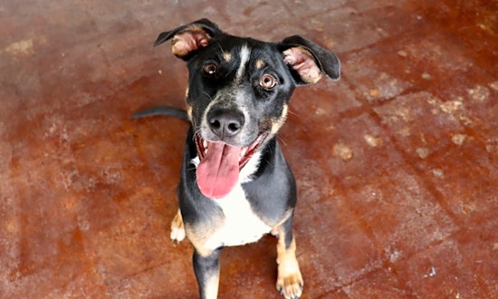 4 precious puppies to adopt now in San Antonio