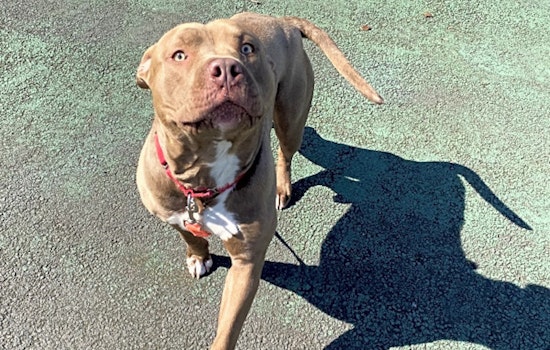 These Jersey City-based canines are up for adoption and in need of a good home