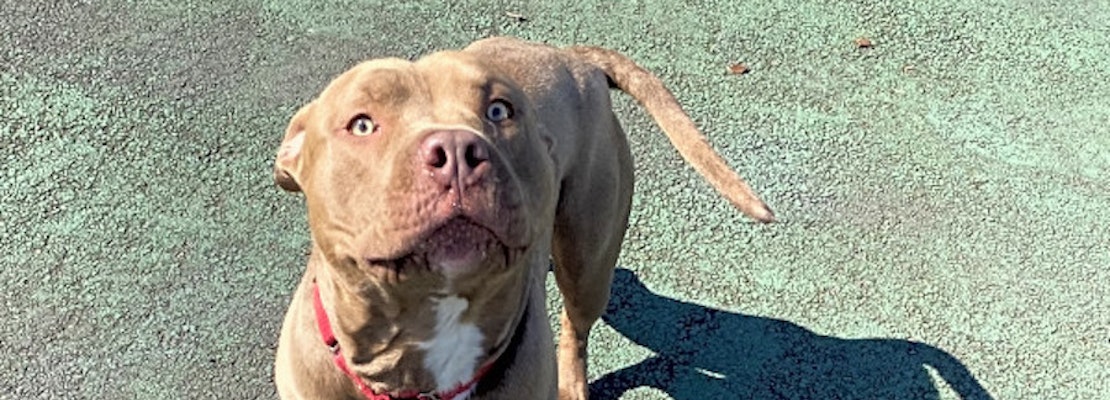 These Jersey City-based canines are up for adoption and in need of a good home