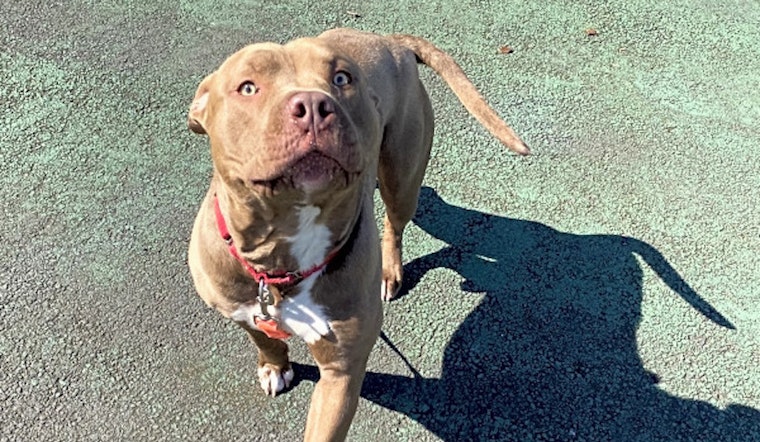 These Jersey City-based canines are up for adoption and in need of a good home