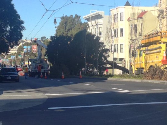 San Francisco Street Tree Problems To Get Worse Before They Get Better
