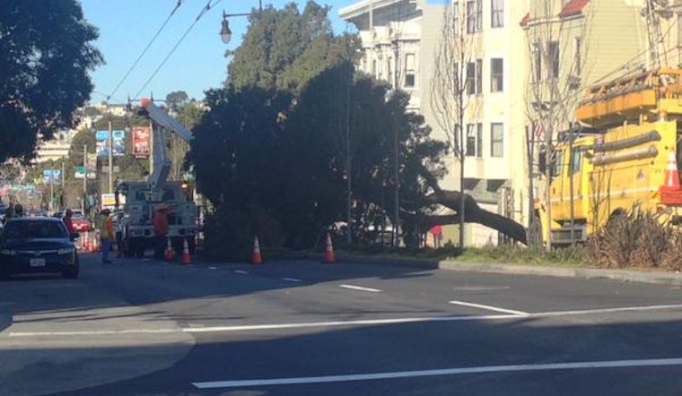 San Francisco Street Tree Problems To Get Worse Before They Get Better