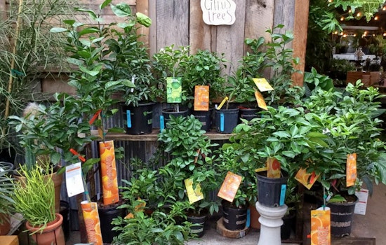 The 3 best plant nurseries in St. Louis
