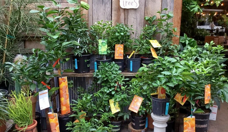 The 3 best plant nurseries in St. Louis