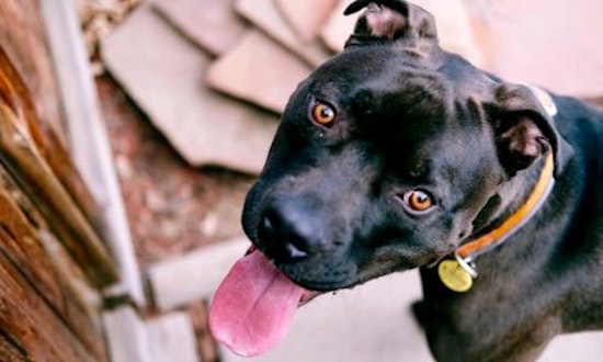 6 lovable pups to adopt now in Aurora