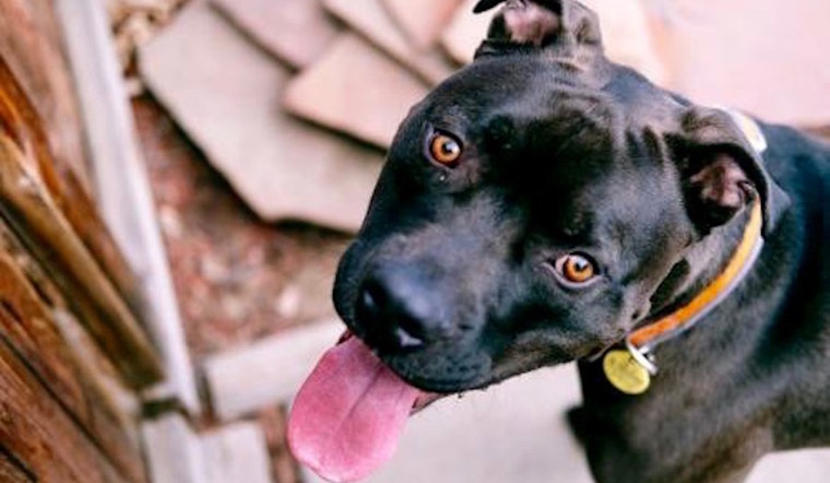 6 lovable pups to adopt now in Aurora