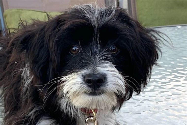 3 precious pups to adopt in Santa Ana