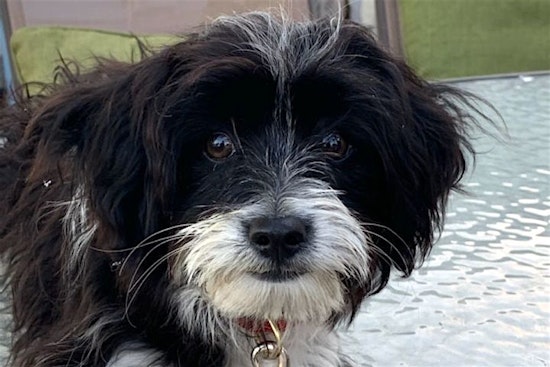 3 precious pups to adopt in Santa Ana