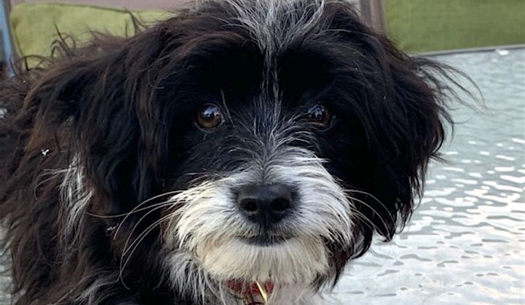 3 precious pups to adopt in Santa Ana