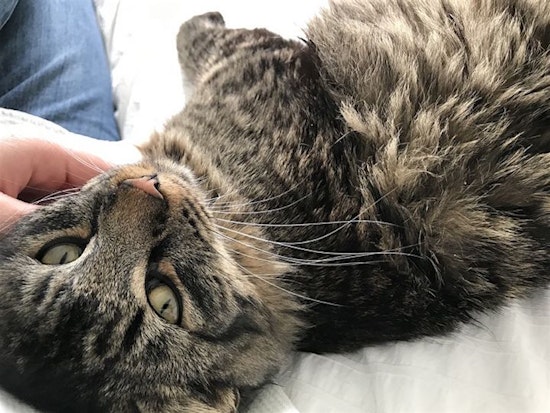 Want to adopt a pet? Here are 3 cute kitties to adopt now in Berkeley