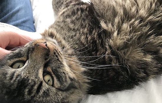 Want to adopt a pet? Here are 3 cute kitties to adopt now in Berkeley