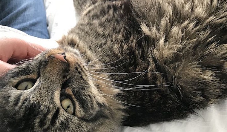 Want to adopt a pet? Here are 3 cute kitties to adopt now in Berkeley