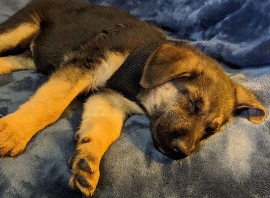 Want to adopt a pet? Here are 4 perfect pups to adopt now in Seattle