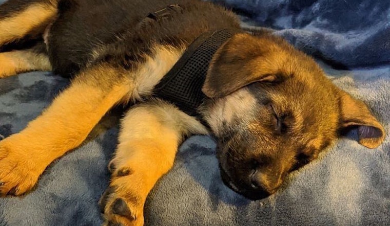 Want to adopt a pet? Here are 4 perfect pups to adopt now in Seattle