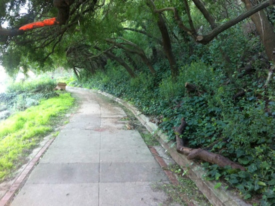 More Street Trees Coming To The Haight, Cole Valley