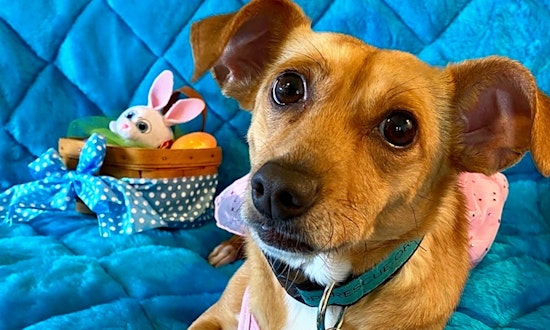 These cuddly Fort Worth-based canines are up for adoption and in need of good homes
