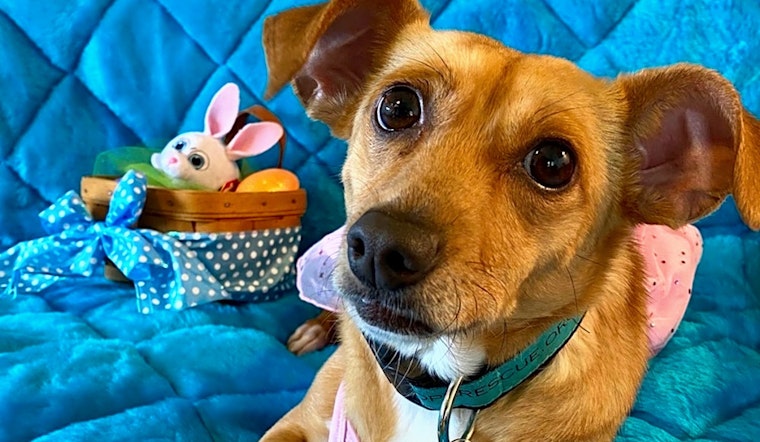 These cuddly Fort Worth-based canines are up for adoption and in need of good homes