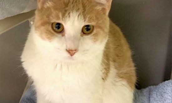 Want to adopt a pet? Here are 4 lovable kitties to adopt now in Austin