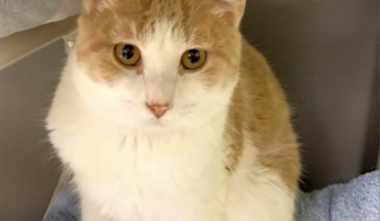 Want to adopt a pet? Here are 4 lovable kitties to adopt now in Austin