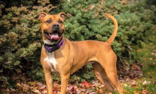 7 delightful doggies to adopt now in Denver