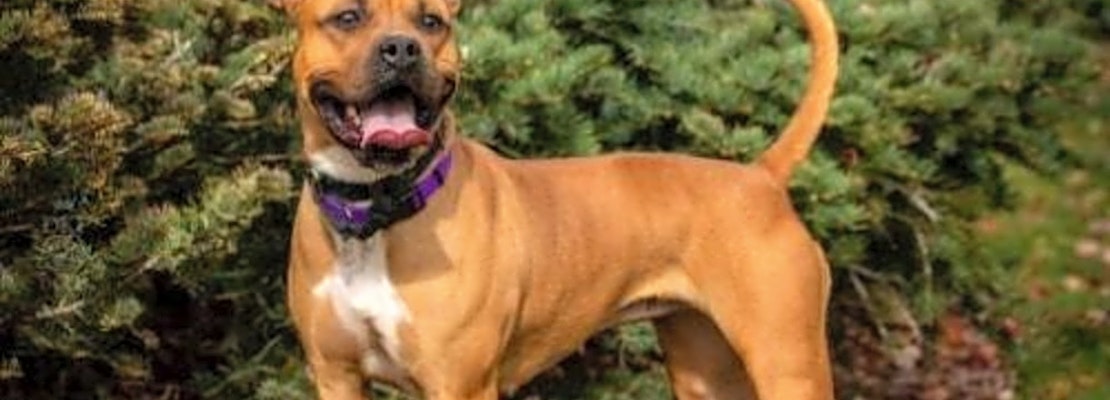 7 delightful doggies to adopt now in Denver
