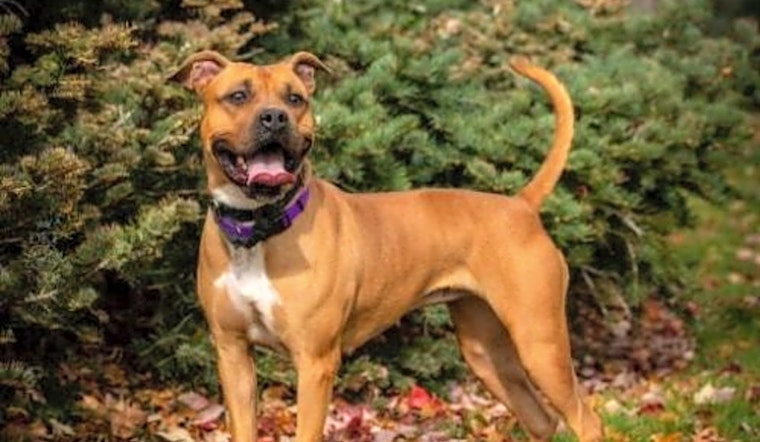 7 delightful doggies to adopt now in Denver