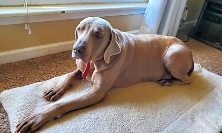 Looking to adopt a pet? Here are 6 lovable pups to adopt now in St. Louis