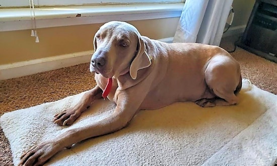Looking to adopt a pet? Here are 6 lovable pups to adopt now in St. Louis