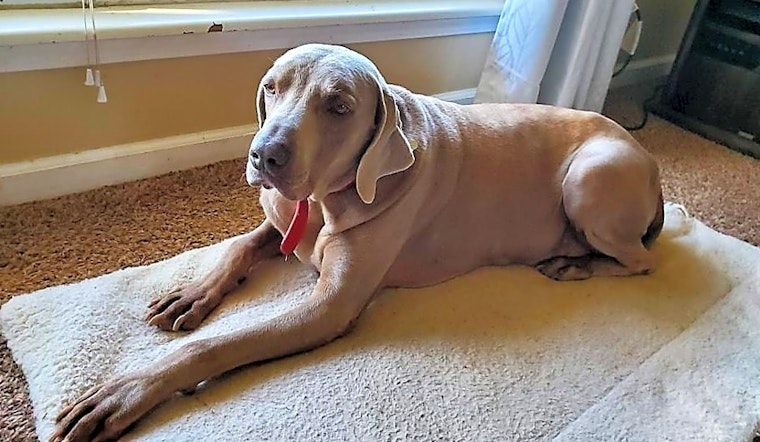 Looking to adopt a pet? Here are 6 lovable pups to adopt now in St. Louis