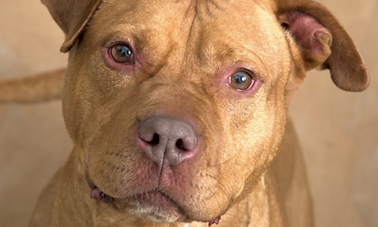 7 delightful doggies to adopt now in Chicago