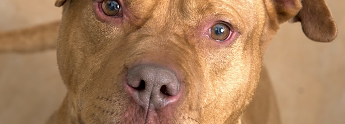 7 delightful doggies to adopt now in Chicago