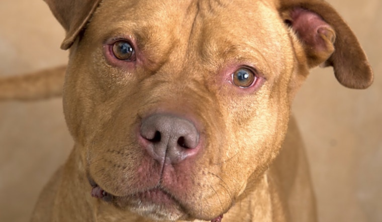 7 delightful doggies to adopt now in Chicago