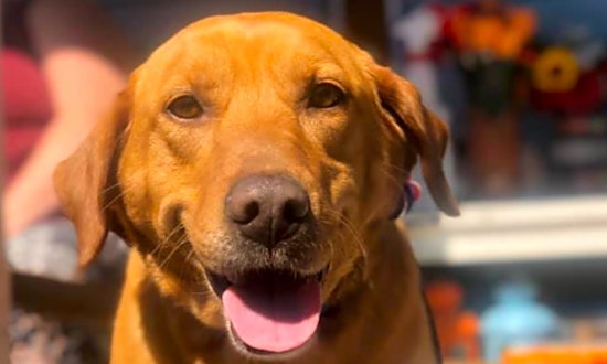 4 lovable pups to adopt now in Boston