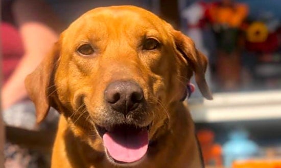 4 lovable pups to adopt now in Boston