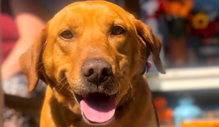 4 lovable pups to adopt now in Boston