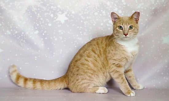 These Orlando-based kitties are up for adoption and in need of a good home