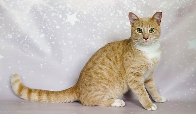 These Orlando-based kitties are up for adoption and in need of a good home