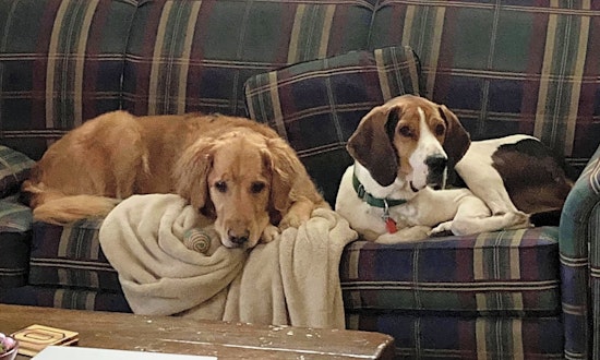 7 lovable pups to adopt now in Cleveland
