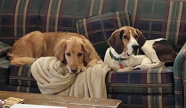 7 lovable pups to adopt now in Cleveland