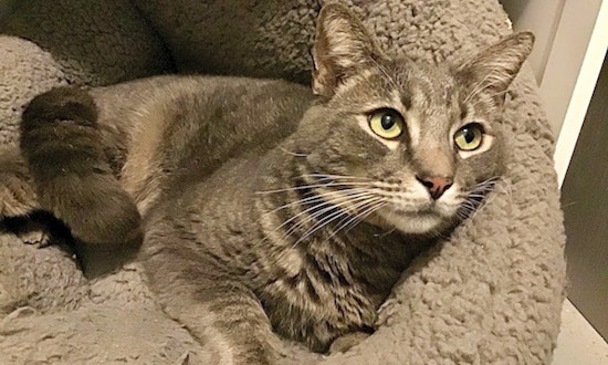 Looking to adopt a pet? Here are 7 lovable kitties to adopt now in Durham