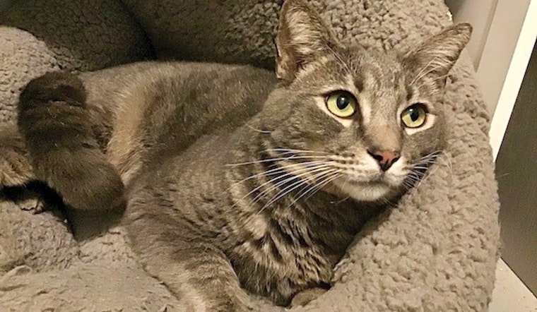 Looking to adopt a pet? Here are 7 lovable kitties to adopt now in Durham
