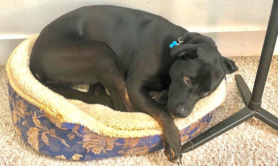 These Baltimore-based dogs are up for adoption and in need of a good home
